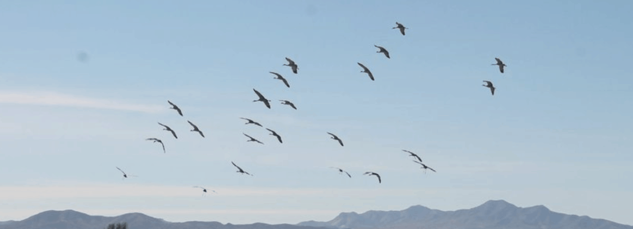 rural vacant land Arizona birds overhead